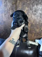 Panther, a male Schnoodle for sale in Durant, OK – 1 of 5