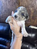 Prince , a male Schnoodle for sale in Durant, OK – 1 of 6