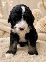 Kennedy, a male Bernedoodle for sale in Durant, OK – 3 of 3