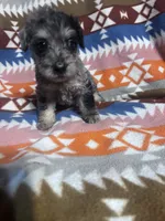 Clyde Ice blue eyes  3lbs toy , a male Schnoodle for sale in Durant, OK – 4 of 10