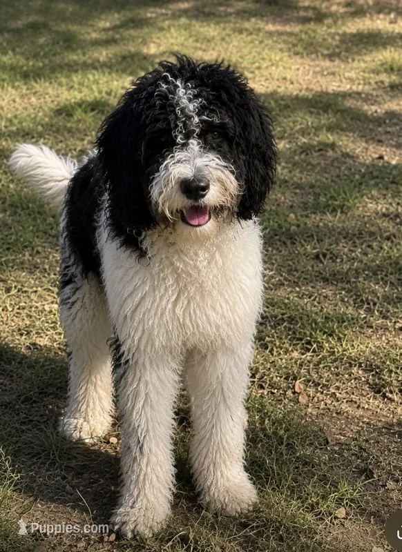 Oreo – Bernedoodle puppy for sale in Durant, OK