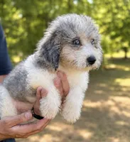 Prince ice blue eyes  toy , a male Schnoodle for sale in Durant, OK – 6 of 8