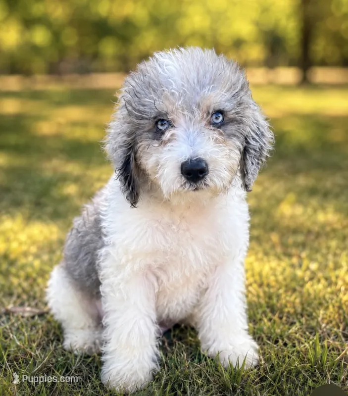 Prince ice blue eyes  toy 3lbs – Schnoodle puppy for sale in Durant, OK