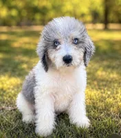 Prince ice blue eyes  toy , a male Schnoodle for sale in Durant, OK – 1 of 8