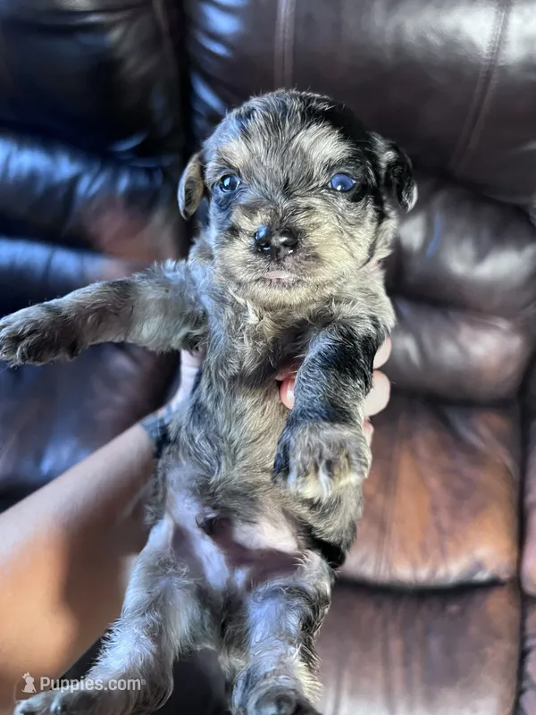 Clyde  – Schnoodle puppy for sale in Durant, OK