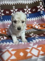 Ghost ice blue eyes   3lbs , a male Schnoodle for sale in Durant, OK – 4 of 7