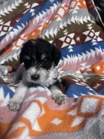 Luna ice blue eyes 3lbs, a female Miniature Schnauzer for sale in Durant, OK – 2 of 7