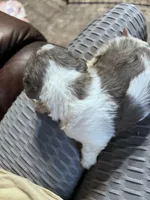 Prince , a male Schnoodle for sale in Durant, OK – 2 of 6
