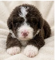 Shirley , a female Bernedoodle for sale in Durant, OK – 2 of 9