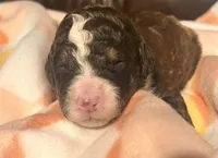 Bella, a female Bernedoodle for sale in Durant, OK – Photo 2 of 3