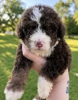 Shirley , a female Bernedoodle for sale in Durant, OK – 3 of 9