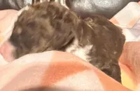 Bella, a female Bernedoodle for sale in Durant, OK – Photo 3 of 3