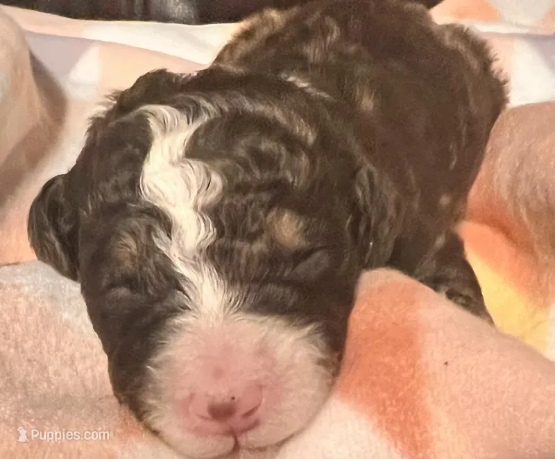 Bella – Bernedoodle puppy for sale in Durant, OK