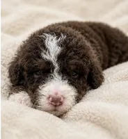 Shirley , a female Bernedoodle for sale in Durant, OK – 6 of 9