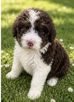 Shirley , a female Bernedoodle for sale in Durant, OK – 4 of 9