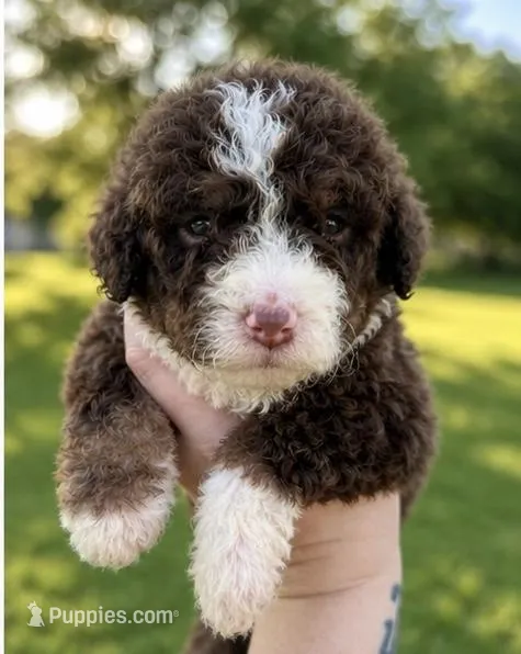 Bella – Bernedoodle puppy for sale in Durant, OK