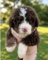 Shirley , a female Bernedoodle for sale in Durant, OK – 1 of 9