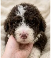 Shirley , a female Bernedoodle for sale in Durant, OK – 5 of 9