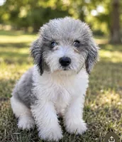 Prince ice blue eyes  toy , a male Schnoodle for sale in Durant, OK – 5 of 8