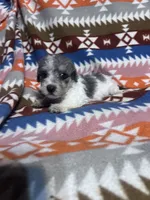 Prince ice blue eyes  3lbs, a male Schnoodle for sale in Durant, OK – 6 of 7