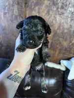 Panther, a male Schnoodle for sale in Durant, OK – 3 of 5