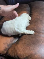 Ghost , a male Schnoodle for sale in Durant, OK – 4 of 4