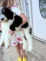 Oreo, a male Bernedoodle for sale in Durant, OK – 3 of 6