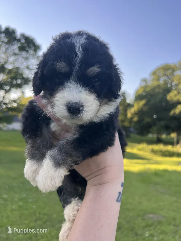 Honey Bun  – Bernedoodle puppy for sale in Durant, OK