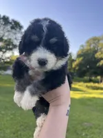 Honey Bun , a female Bernedoodle for sale in Durant, OK – 1 of 9