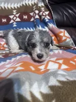 Prince ice blue eyes  3lbs, a male Schnoodle for sale in Durant, OK – 4 of 7
