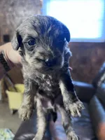 Clyde , a male Schnoodle for sale in Durant, OK – 4 of 5