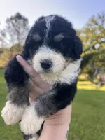 Honey Bun , a female Bernedoodle for sale in Durant, OK – 2 of 9