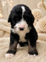 Kennedy, a male Bernedoodle for sale in Durant, OK – 4 of 7