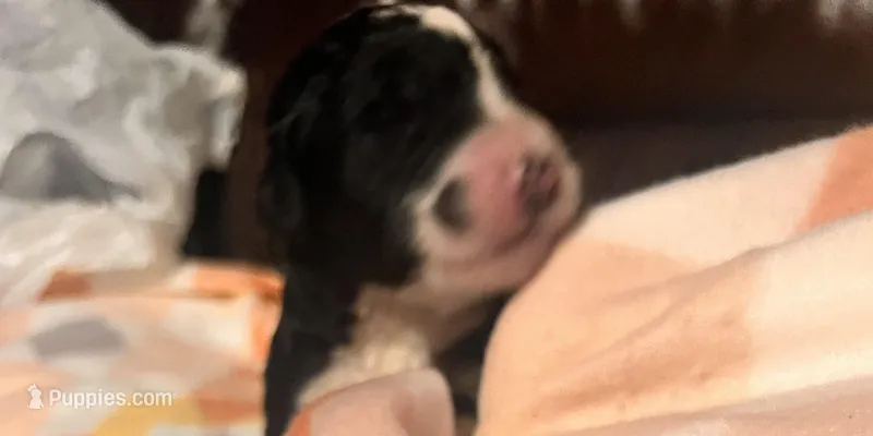 Marylin   – Bernedoodle puppy for sale in Durant, OK