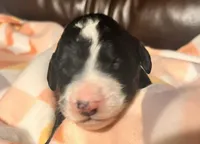 Marylin  , a female Bernedoodle for sale in Durant, OK – Photo 2 of 3