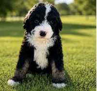 Kennedy, a male Bernedoodle for sale in Durant, OK – 2 of 7