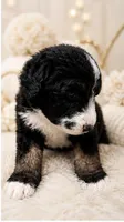 Kennedy, a male Bernedoodle for sale in Durant, OK – 3 of 7