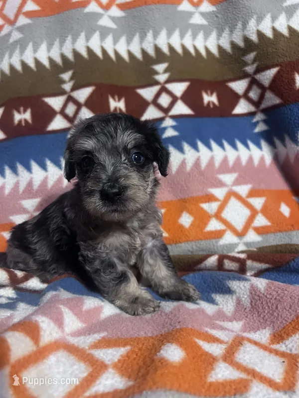 Clyde Ice blue eyes   – Schnoodle puppy for sale in Durant, OK