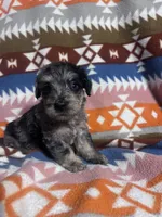 Clyde Ice blue eyes  3lbs toy , a male Schnoodle for sale in Durant, OK – 1 of 10