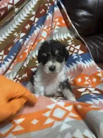 Luna ice blue eyes 3lbs, a female Miniature Schnauzer for sale in Durant, OK – 3 of 7