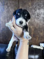 Luna, a female Schnoodle for sale in Durant, OK – 4 of 4