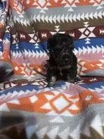 Panther ice blue eyes , a male Schnoodle for sale in Durant, OK – 3 of 7
