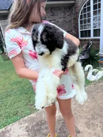 Oreo, a male Bernedoodle for sale in Durant, OK – 5 of 6