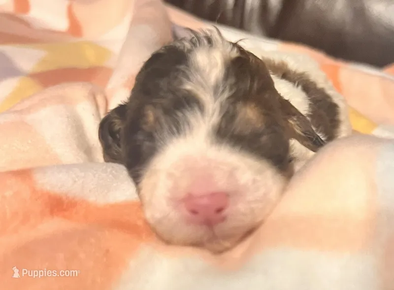 Dawn – Bernedoodle puppy for sale in Durant, OK