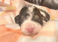 Dawn, a female Bernedoodle for sale in Durant, OK – Photo 1 of 4