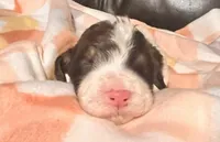 Dawn, a female Bernedoodle for sale in Durant, OK – Photo 2 of 4