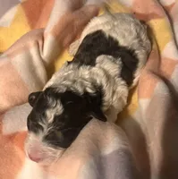 Dawn, a female Bernedoodle for sale in Durant, OK – Photo 4 of 4