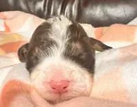 Dawn, a female Bernedoodle for sale in Durant, OK – Photo 3 of 4