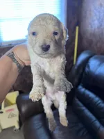 Ghost , a male Schnoodle for sale in Durant, OK – 3 of 4