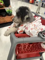 Clyde Ice blue eyes   , a male Schnoodle for sale in Durant, OK – 2 of 10